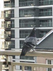 Columba livia domestica