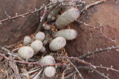Mammillaria pottsii