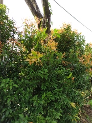 Syzygium myrtifolium