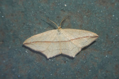 Timandra apicirosea
