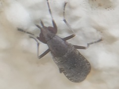 Euthycera cribrata