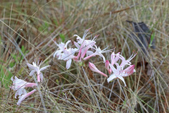 Rhododendron atlanticum
