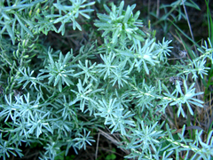 Helichrysum dasyanthum