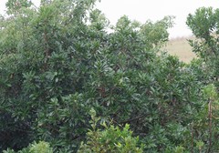 Protorhus longifolia