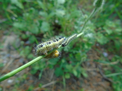 Pieris brassicae