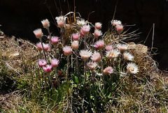 Helichrysum ecklonis