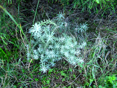 Helichrysum dasyanthum