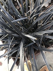 Ophiopogoneae