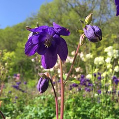Aquilegia flabellata
