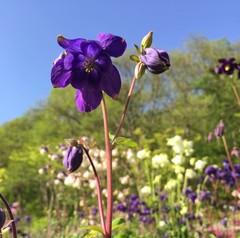 Aquilegia flabellata