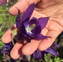 Aquilegia flabellata
