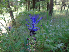 Muscari comosum