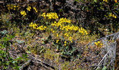 Calceolaria crenatiflora