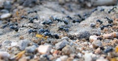 Veromessor pergandei