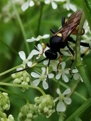 Ichneumon stramentor