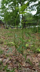 Desmodium paniculatum paniculatum