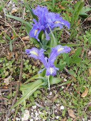 Iris planifolia