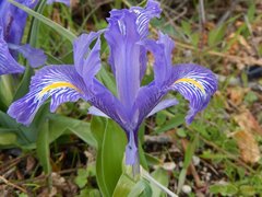 Iris planifolia
