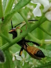 Ichneumon stramentor