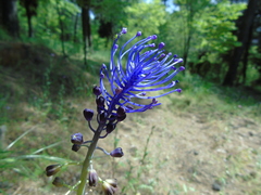 Muscari comosum
