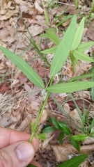 Desmodium paniculatum paniculatum