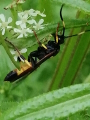 Ichneumon stramentor