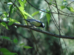Parus major