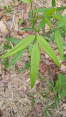 Desmodium paniculatum paniculatum