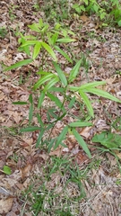 Desmodium paniculatum paniculatum