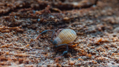 Garypoidea