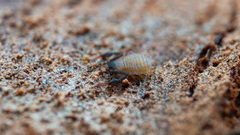 Garypoidea