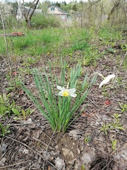 Narcissus × incomparabilis