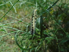 Pieris brassicae