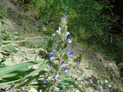 Salvia viridis