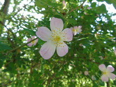 Rosa canina