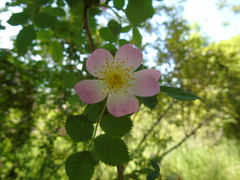 Rosa canina