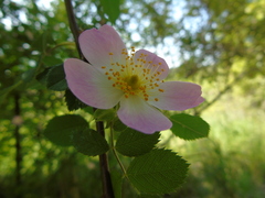 Rosa canina