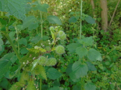 Urtica pilulifera
