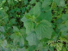 Urtica pilulifera