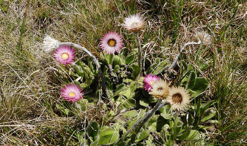 Helichrysum ecklonis image