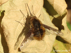 Bombylius fimbriatus