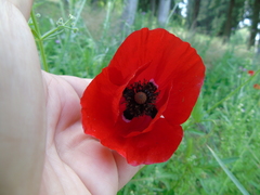 Papaver rhoeas