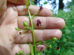 Scrophularia