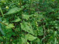 Scrophularia