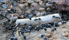 Veromessor pergandei
