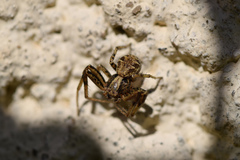 Xysticus