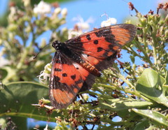 Acraea acara