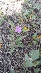 Lythrum californicum
