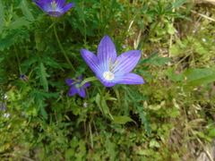 Campanula