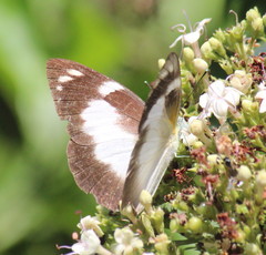 Appias epaphia contracta